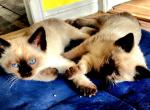 Siamese Kittens What a treat Month Old - Siamese Kitten For Sale - Brooklyn&comma; NY&comma; US