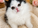 Ragamuffin kittens - Ragamuffin Kitten For Sale - Jamestown&comma; NY&comma; US