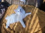 Red Mink Mitted Cherubim - Ragdoll Kitten For Sale - Blanchard&comma; OK&comma; US