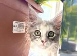 Lois Lane - Maine Coon Kitten For Sale - Sparrow Bush&comma; NY&comma; US