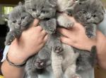 Girls - Scottish Fold Kitten For Sale - Houston&comma; TX&comma; US