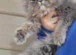 Blue tabby - Persian Kitten For Sale - 