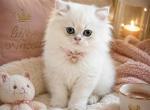 Scottish straight - Scottish Straight Kitten For Sale - Helotes&comma; TX&comma; US