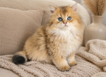 Brittesh long hair 1 - Scottish Fold Kitten For Sale - Helotes&comma; TX&comma; US