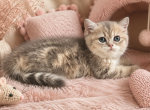 Gray female - British Shorthair Kitten For Sale - Helotes&comma; TX&comma; US
