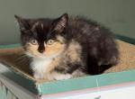 Mini - Munchkin Kitten For Sale - AND&comma; SC&comma; US