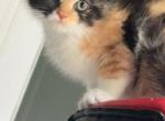 Mega - Scottish Fold Kitten For Sale - AND&comma; SC&comma; US