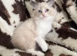 Seal mitted with a blaze - Ragdoll Kitten For Sale - 