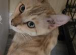 Charlie Neutered and Microchipped - Bengal Kitten For Sale - 