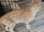 Green Boy - Bengal Kitten For Sale - GA&comma; US
