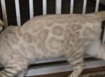 Discounted for 1 week Boy - Bengal Kitten For Sale - 