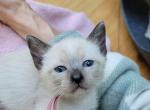CFA Reg Seal Point girl Mauve Collar - Siamese Kitten For Sale - 