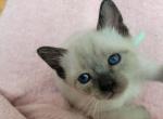 CFA Registered Seal point girl Mint collar - Siamese Kitten For Sale - 