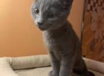 Sky - Domestic Kitten For Sale - Philadelphia&comma; PA&comma; US
