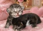 Angel's Main Coon Babies - Maine Coon Kitten For Sale - Parma Heights&comma; OH&comma; US