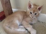 NACHO - Maine Coon Kitten For Sale - 