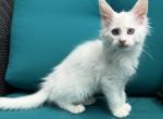 BLIZZARD - Maine Coon Kitten For Sale - 