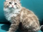 SIMON seal lynx mink bicolor cherubim ragdoll - Ragdoll Kitten For Sale - Bethlehem&comma; PA&comma; US