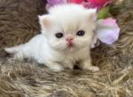 Micro Minny - Persian Kitten For Sale - 