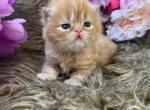 Tiger - Persian Kitten For Sale - Jonesborough&comma; TN&comma; US