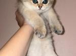 Scottish Folds&Straights - Scottish Fold Cat For Sale - Sacramento&comma; CA&comma; US
