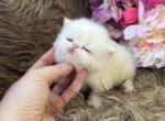 Snow - Persian Kitten For Sale - Jonesborough&comma; TN&comma; US