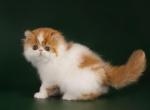 Sherlock - Persian Kitten For Sale - Hollywood&comma; FL&comma; US