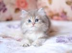 Gray - British Shorthair Kitten For Sale - Norwalk&comma; CT&comma; US