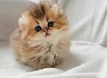 Hasbik - Munchkin Kitten For Sale - Pembroke Pines&comma; FL&comma; US