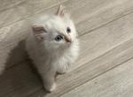 Red point mink Ragdoll kitten - Ragdoll Kitten For Sale - 