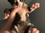 black jack - Devon Rex Kitten For Sale - Rosemead&comma; CA&comma; US