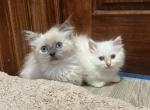 Blue tortie point mink female Ragdoll kitten - Ragdoll Kitten For Sale - Fleetwood&comma; PA&comma; US