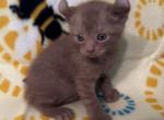 Highlander kity 1v - Highlander Kitten For Sale - Goshen&comma; AL&comma; US