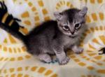 Highlander kity 2v - Highlander Kitten For Sale - Goshen&comma; AL&comma; US