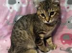 Highlander kity 1g - Highlander Kitten For Sale - 