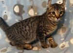 Highlander kity 2m - Highlander Kitten For Sale - Goshen&comma; AL&comma; US