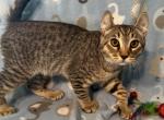 Highlander kity 5j - Highlander Kitten For Sale - Goshen&comma; AL&comma; US