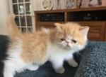 Red White Persian Male - Persian Kitten For Sale - Stroudsburg&comma; PA&comma; US