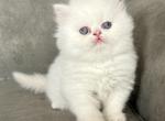 Eevee - Persian Kitten For Sale - Oxford&comma; PA&comma; US