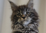 Livia - Maine Coon Kitten For Sale - Brighton&comma; CO&comma; US