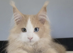 Johni - Maine Coon Kitten For Sale - Brighton&comma; CO&comma; US