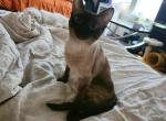 Siamese Girl Tiny Adult Seal - Siamese Cat For Sale - Charlotte&comma; NC&comma; US