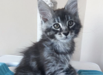 Barni - Maine Coon Kitten For Sale - Brighton&comma; CO&comma; US