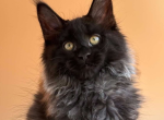 Sima - Maine Coon Kitten For Sale - Brighton&comma; CO&comma; US