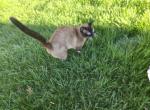 Siamese Seal Boy Adult - Siamese Cat For Sale - Charlotte&comma; NC&comma; US
