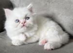 Chansey - Persian Kitten For Sale - 