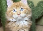 Kisacoons2B - Maine Coon Kitten For Sale - Houston&comma; TX&comma; US