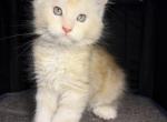 Kisacoons2C - Maine Coon Kitten For Sale - Houston&comma; TX&comma; US