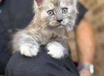 Kisacoons2D - Maine Coon Kitten For Sale - Houston&comma; TX&comma; US