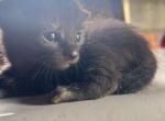 midnight - Domestic Kitten For Sale - 